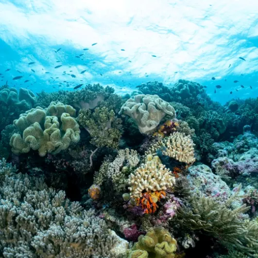 Tomia Scuba Diving Discovery